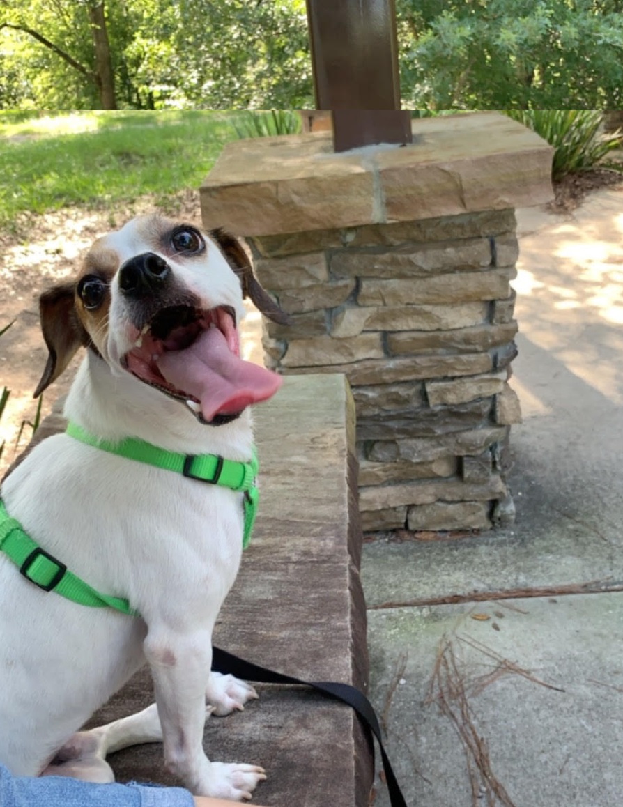Dog at Jacksonville Arboretum and Gardens