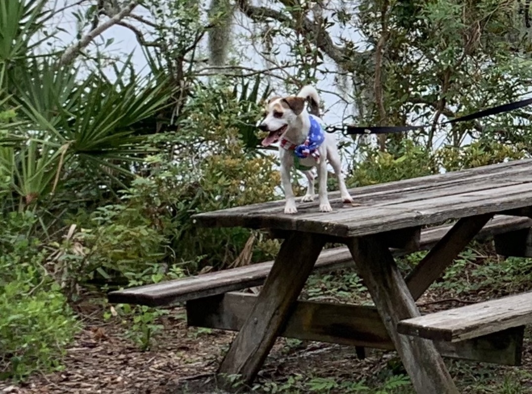 Bogey Creek Preserve Jacksonville Florida Dog Friendly