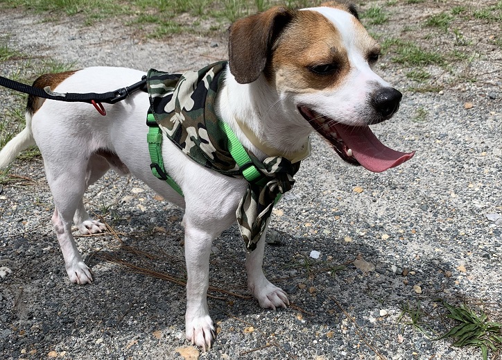 Julington Durbin Creek Preserve Jacksonville Florida Dog Friendly